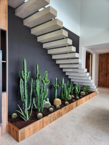 a staircase with cactus plants in a hallway at Villa Saint Andrews in Marly