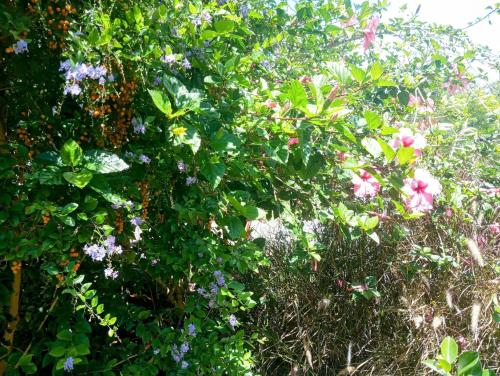 Puutarhaa majoituspaikan Colibrí ulkopuolella