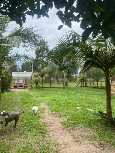 Ein Hund, der mit einem Fußballplatz spielt in der Unterkunft Casa de veraneio in Arroio do Sal