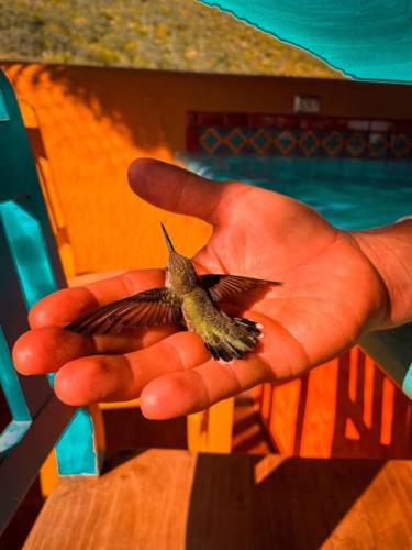 a person holding a small bird in their hand at Private Home with Pool and Spa - Kayaks, Quad Rental in Las Palmas