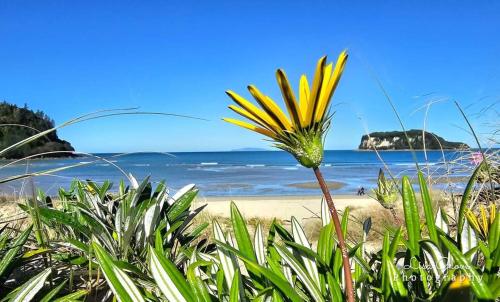 a plant on the beach with the ocean in the background at Southpacific Motel in Whangamata