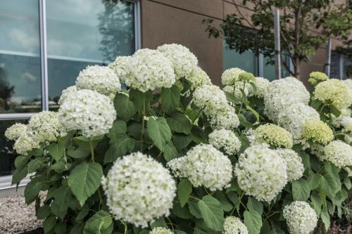 a bush of white flowers in front of a building at Holiday Inn Express & Suites - Welland in Welland
