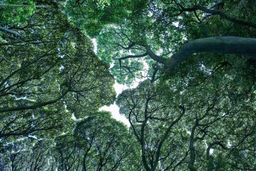 a group of trees looking up into the sky at kamenos Luxury Resort With Beautiful Scenery Hiji in Hiji