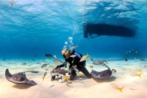 a diver in the ocean with a group of fish at Heart of Abu Dhabi - New Community Elite Room in Abu Dhabi