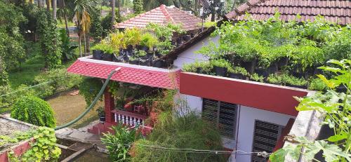 ein Haus mit Pflanzen nebeneinander in der Unterkunft Runnin Airport - Homestay in Gurpur