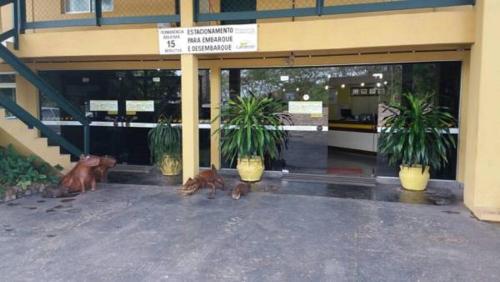 a group of animals sitting outside of a building at Candeias Hotel Gold Fish in Corumbá