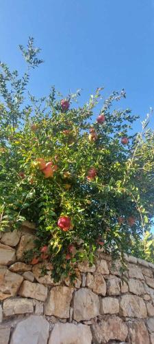 a bunch of roses on top of a stone wall at Apollo Romantic Sea View Villa in Kivérion