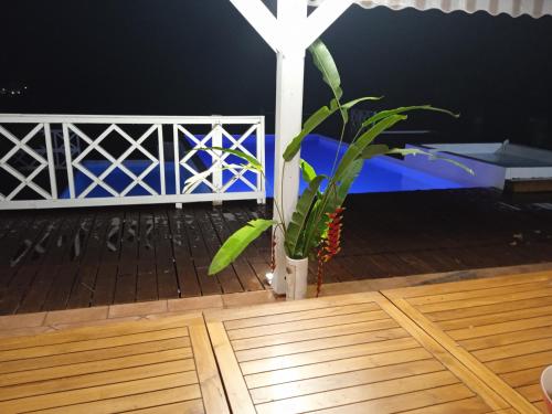 a plant in a vase on a wooden deck at Villa Alizea in Capesterre-de-Marie-Galante