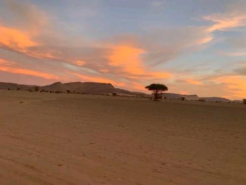 un árbol en medio de un desierto con una puesta de sol en Dar Nomad Tagounite en Zagora