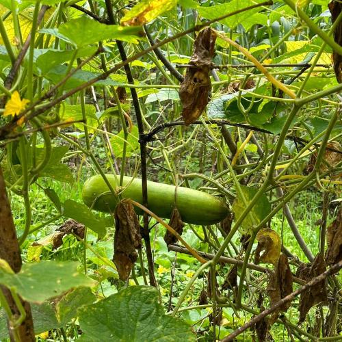 un montón de verduras verdes creciendo en una planta en Swikriti homestay, en Sombāri