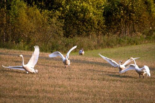a group of birds flying around in a field at Country Penthouse in Falun