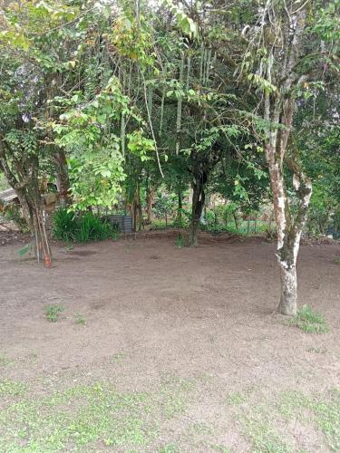 a tree in the middle of a yard with trees at Vacation home Bellavista in Santo Domingo de los Colorados