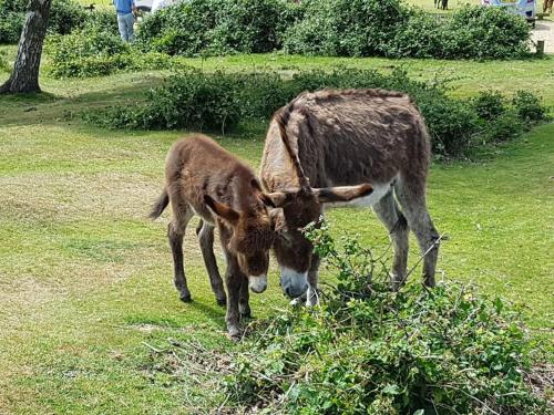 a mother donkey and baby cow grazing in a field at Cosy Bournemouth Bungalow in Longham