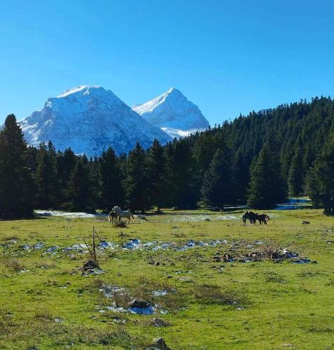 a group of horses grazing in a field with mountains at Villa Dremissa in Pávliani