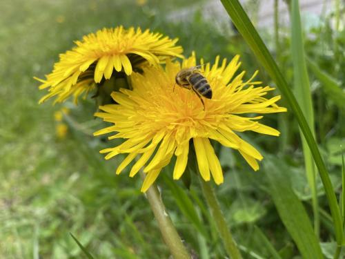 Eine Biene sitzt auf einer gelben Blume in der Unterkunft Klein, fein und dein - Stofbauer in Tressdorf