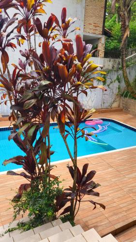 una pianta seduta accanto alla piscina di Casa Bangtan a Florianópolis