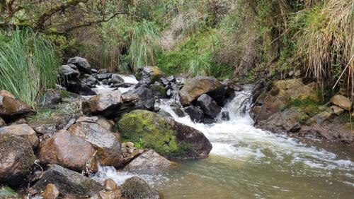 a stream of water with rocks in a forest at Espeletia Lodge in El Ángel