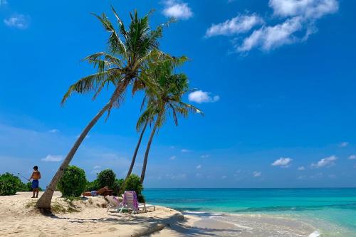 a beach with two palm trees and the ocean at Fulidhoo Hathaa Retreat in Fulidhoo