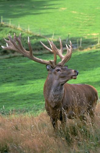 a deer with large antlers standing in a field at Abisko Lodge in Methven