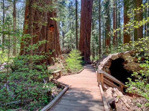 a wooden path through a forest with a bridge at Evergreen Lodge in Arnold