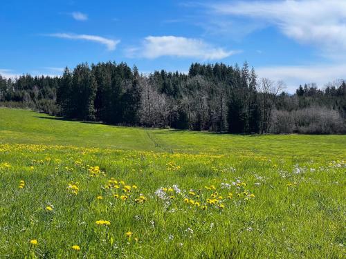 a field of grass with flowers and trees at Ferienwohnung Hintermoos in Kißlegg