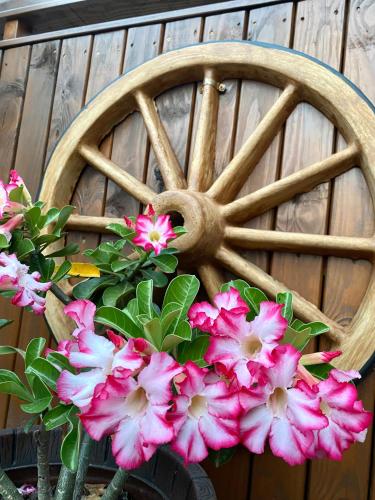 a bunch of pink flowers sitting on a chair at Pousada Vila do Cowboy in Penha