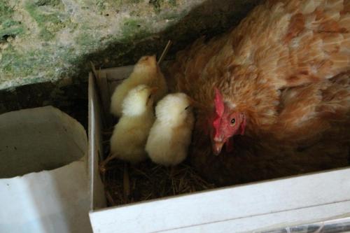 a chicken and three chicks in a box at La Valle delle Rose in Massafra