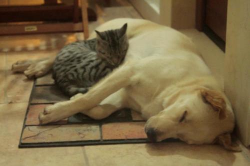 a dog and a cat laying on the floor at La Valle delle Rose in Massafra