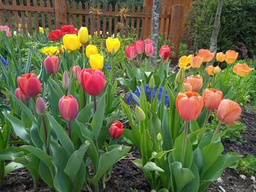 a garden of colorful tulips in front of a fence at Srub Javorná - apartmány Šumava in Javorná