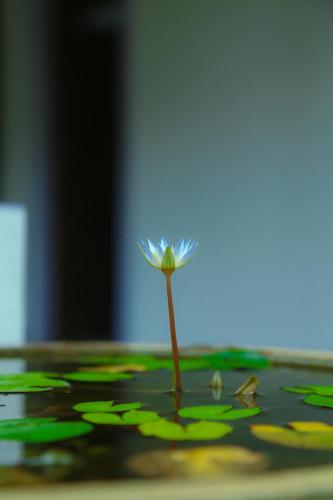 a small white flower sitting on top of a table at Seasons Villa Sigiriya, Sri Lanka in Dambulla