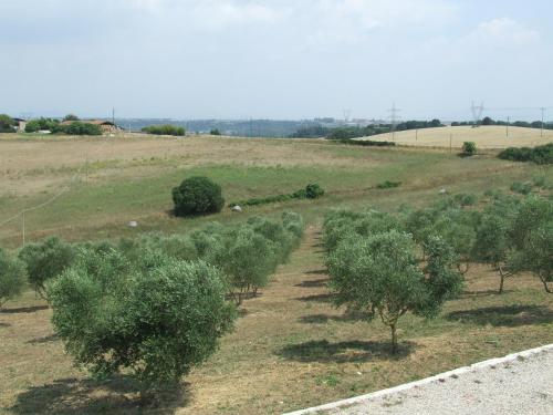 a row of trees in a field with a road at Il Casale Di Roma in Prima Porta