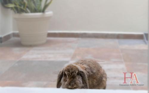 un pequeño conejo está parado en una acera en Hospedaje Aldana Apartamento AURA Centro Histórico, en Tuxpan de Rodríguez Cano