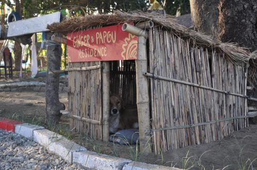 a dog sticking its head out of a dog house at Pemsee's Tree Town - Eco-friendly,Tree house hostel in Sauraha