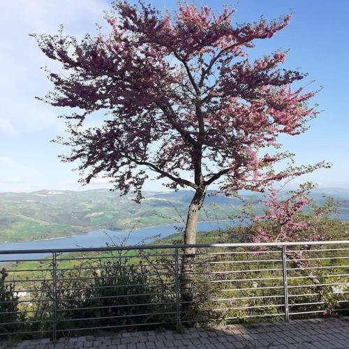 a tree with pink flowers in front of a fence at alloggio belvedere & relax in Macchia Valfortore