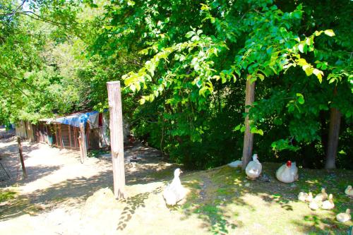 a group of chickens standing under a tree at Agriturismo Biologico Villa Rosa in Monte Guiduccio