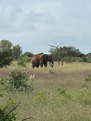 an elephant walking in the grass in a field at Nakupenda House in Watamu