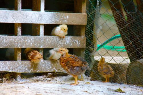 a group of chickens standing on the side of a fence at Agriturismo Biologico Villa Rosa in Monte Guiduccio