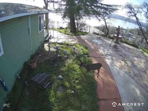 a dog standing next to a green house at A lake, a mountain and the house with the red door in Clearlake