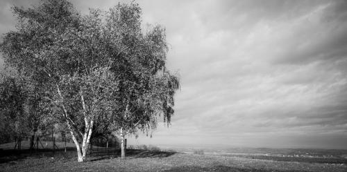 a black and white photo of a tree on a hill at Bretterbude Steiermark in Übersbach
