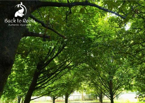 Κήπος έξω από το Back to Roots Ayurveda Retreat