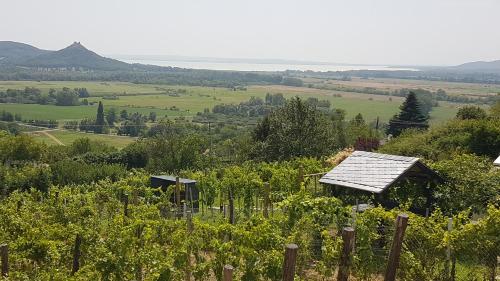 HegymagasにあるGrand Cru 2. Vendégházの太陽屋根のブドウ畑の景色