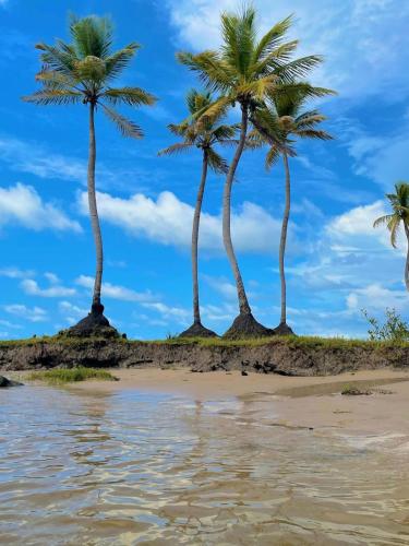 un groupe de palmiers sur une plage dans l'établissement Pousada À Beira do Mangue, à Soure