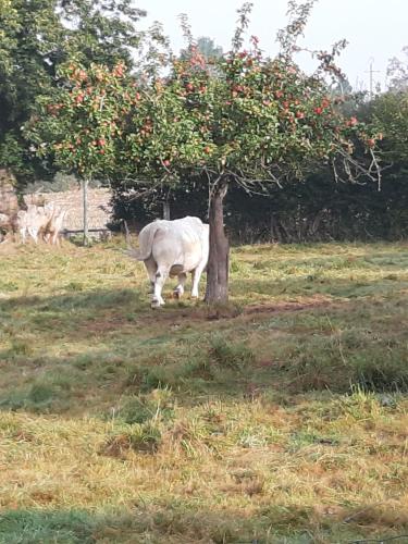 eine weiße Kuh, die unter einem Apfelbaum steht in der Unterkunft la hamonniere in Savigny-le-Vieux