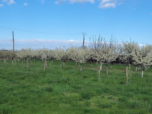 a row of apple trees in a field of grass at MYONNA Style Slobozia 