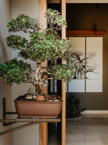 a bonsai tree in a pot on a shelf at umVangati House in Hoedspruit