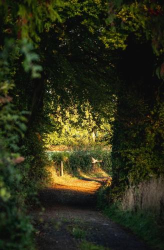 a path through a forest with a bench in the distance at Whitedown in Alton