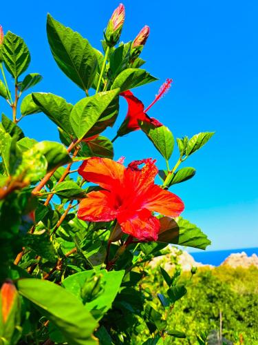 a red flower on a tree with green leaves at Aegean Serenity - Sea View Retreat in Archangelos