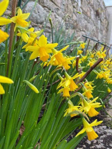 a bunch of yellow flowers in a garden at New build eco house in walled garden, Rostrevor in Rostrevor
