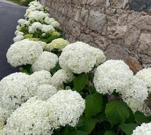 a group of white flowers next to a stone wall at New build eco house in walled garden, Rostrevor in Rostrevor