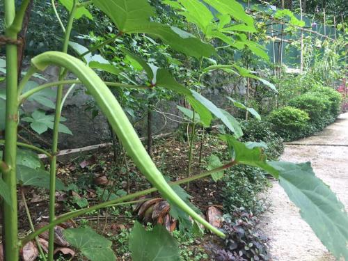 Kuruwita的住宿－EcoBliss Villa Ekneligoda，花园里种植了香蕉,果树叶大